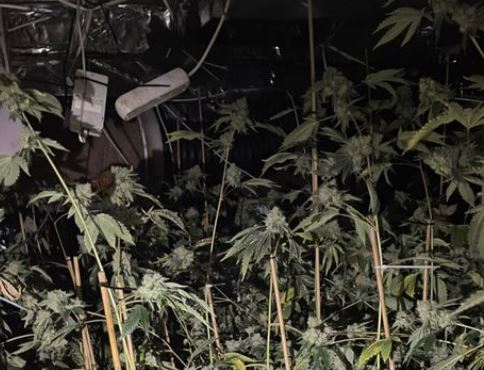 Illegale plantage aangetroffen aan de Vlaardingerdijk