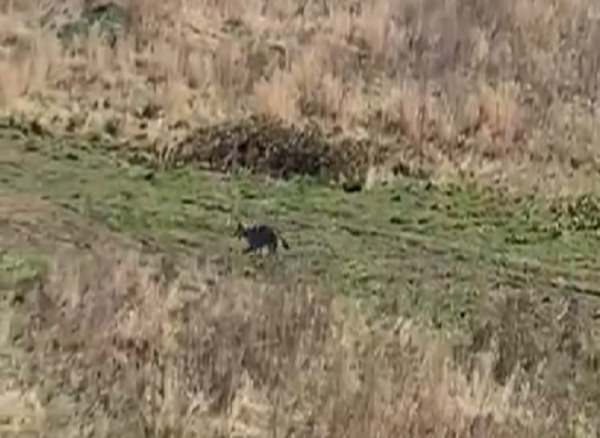 Jagende wolf gesignaleerd tussen Vlaardingen en Maassluis