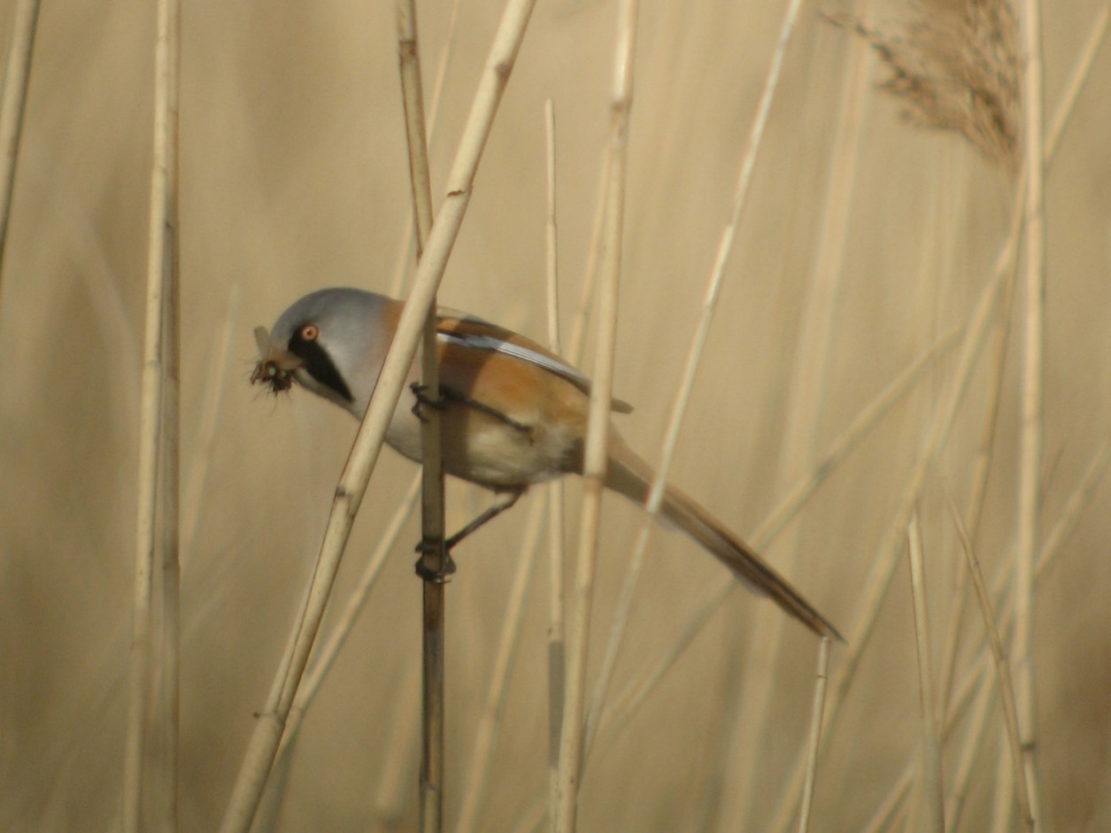 Bijzondere vogels spotten in de Biesbosch