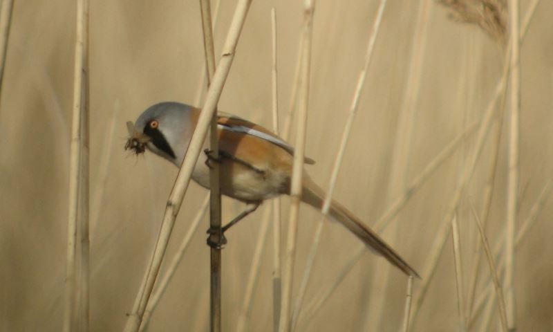Bijzondere vogels spotten in de Biesbosch