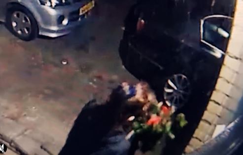 Plantendievegge steelt tijdens avondkok een Camellia Japonica