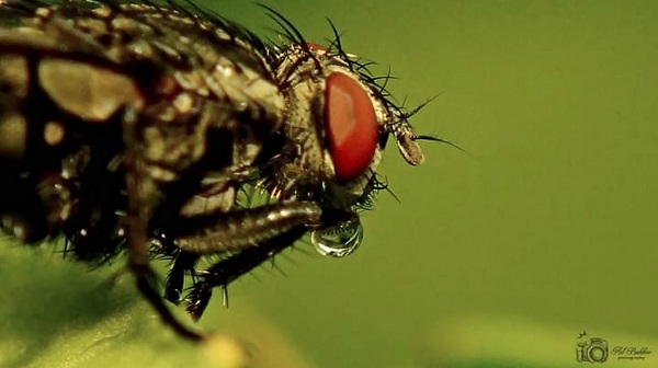 Zondag feestelijke opening theetuinseizoen De Groene Raat