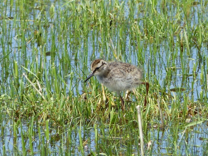 Het weidevogelseizoen is begonnen