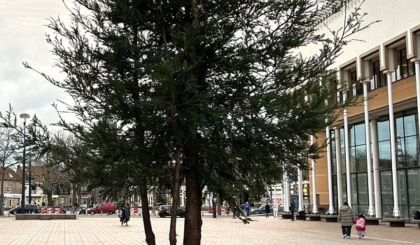 Gemeente wil Stadserf vergroenen met 15 bomen en 15 struiken