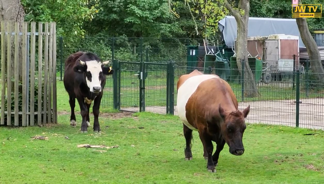 'Wat is jouw favoriete dier op de kinderboerderij?'