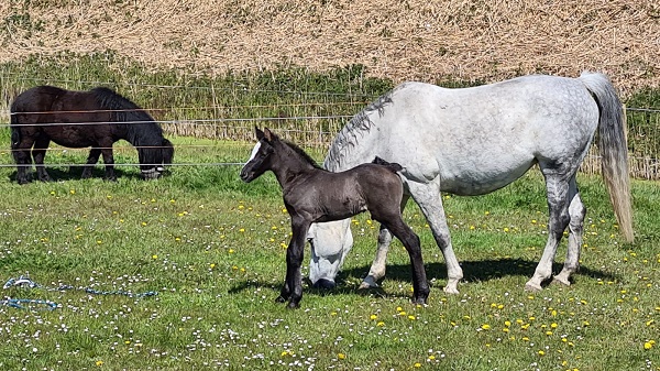 Moeder en kind samen de wei in