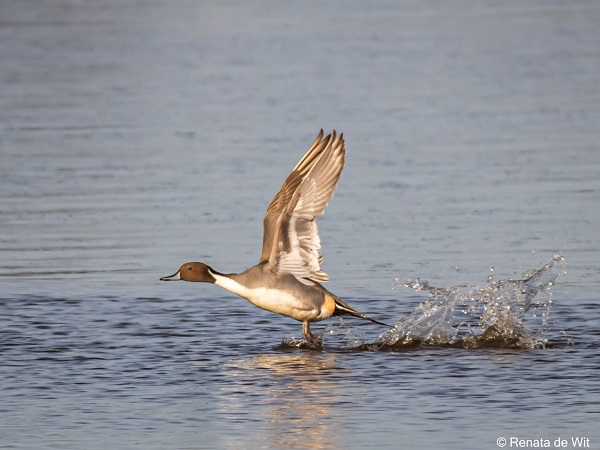 IJsvogel. Baardman. Boterkontje. Koekoek. Fuut. Waar komt die vogelnaam vandaan?