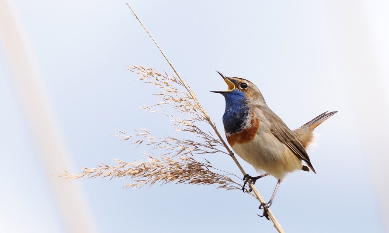 Vogelkijk-excursies in het Midden-Delfland