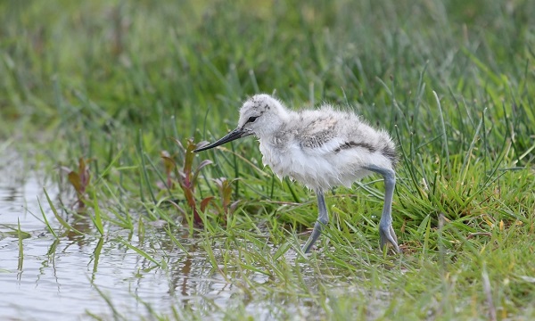Kluten kijken in het Kraaiennest
