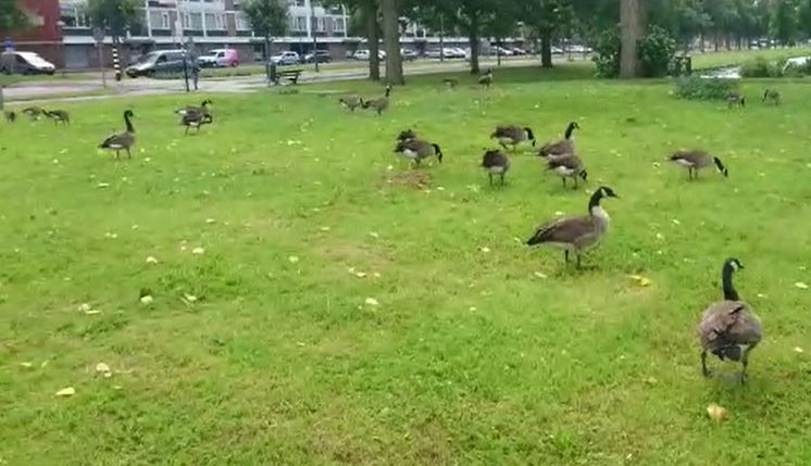 Mooi al die vogels? Of hebben we last van ganzen?
