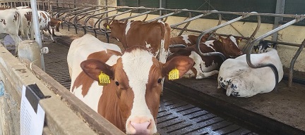 Boer Ronald over Open Boerderijdag