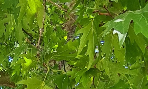 School De Poldervaart wint prijs voor vergroenen van schoolplein