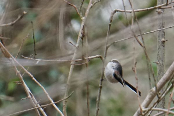 Vogelavondwandeling in Schiedam Noord van Natuurlijk Waterweg Noord