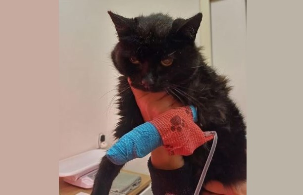 Van wie is deze erg zieke kater?