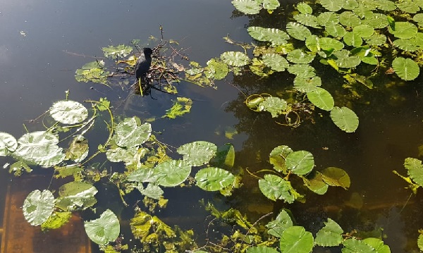 Meerkoetennest is vernietigd door vandalisme