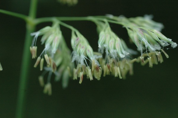 Natuurcafé excursie grassen