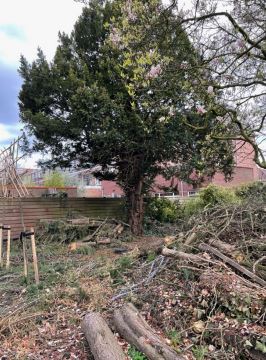 Oproep Bomenridders: vraag aan gemeente beter toe te zien op bomenkap