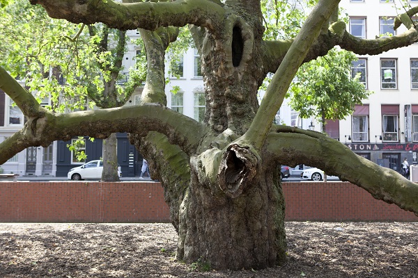 Boomconcerten Rotterdam schieten wortel in Schiedam