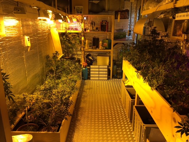 Hennepplantage op de weekmarkt in Schiedam