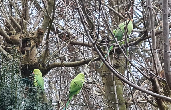 Top drie vogels in Schiedam: 1. huismus, 2. koolmees, 3. halsbandparkiet