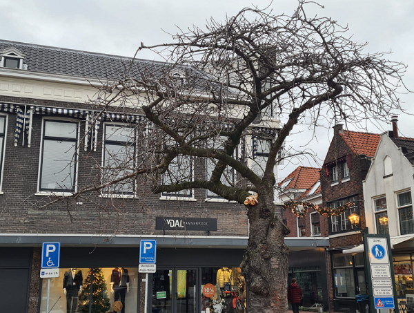 Grote zwavelzwam op boom op Koemarkt