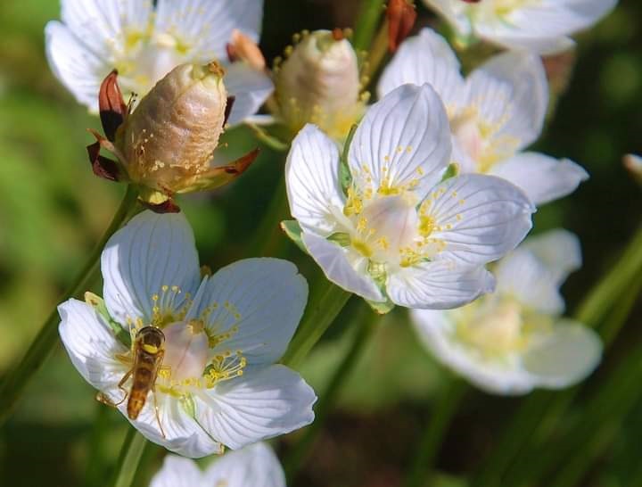 Struinen door de duinen