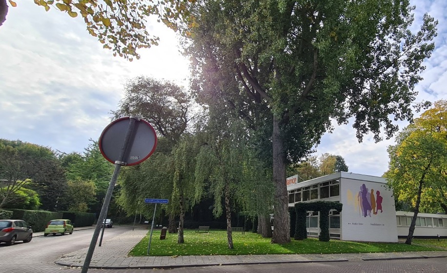Matrice wil vijf majestueuze bomen voor het pand kappen