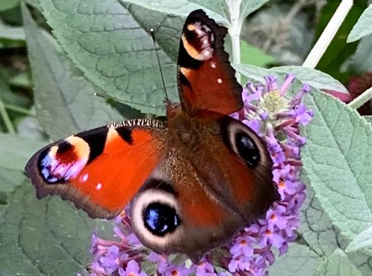 Natuurcafé in De Boshoek over vlinders