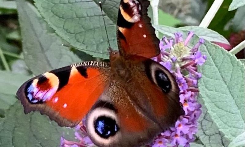 Natuurcafé in De Boshoek over vlinders