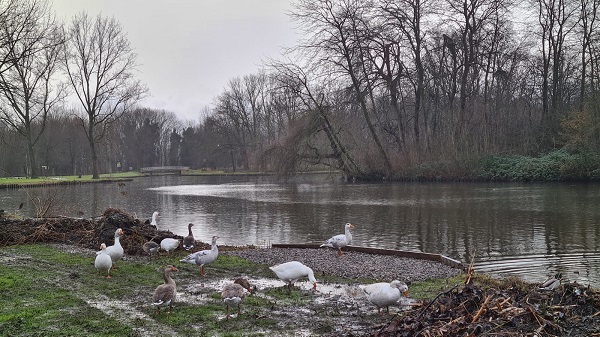 Aanpak van de visstekken in het Beatrixpark