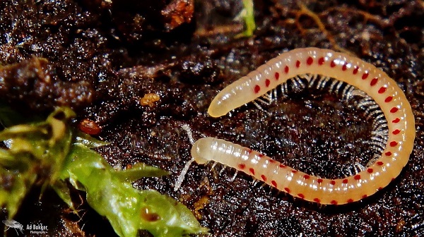 Duizendpoten jagen met hun giftige kaakpoten