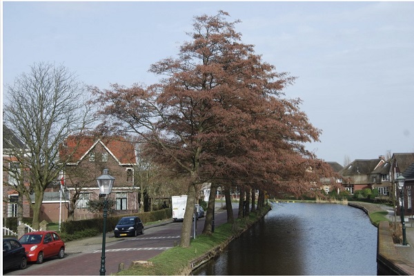 Karakteristieke bomenrij in Midden-Delfland voorlopig niet gekapt
