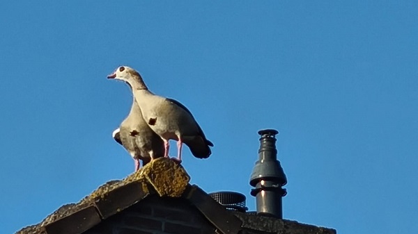 Het lentegevoel brengt paartjes bij elkaar